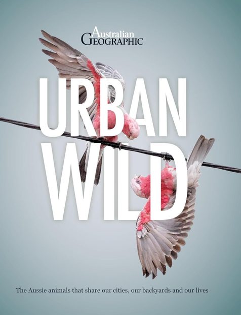 Urban Wild