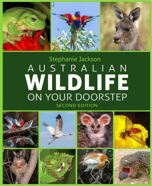Australian Wildlife On Your Doorstep