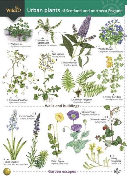 Urban Plants of Scotland and Northern England