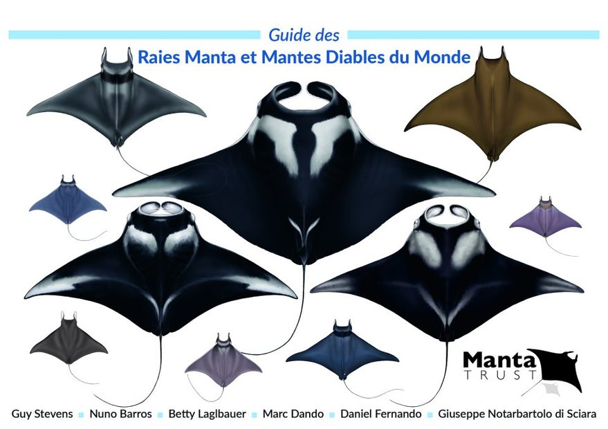 Guide des Raies Manta et Mantes Diables du Monde [Field Guide to Manta & Devil Rays of the World]