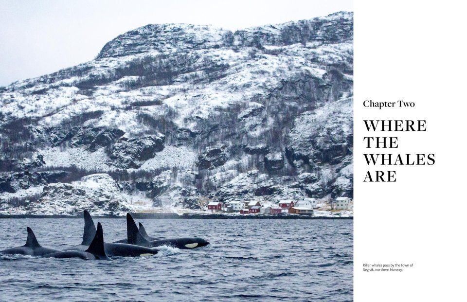 Wild Orcas: A Deep Dive into the World of Killer Whales | NHBS Good Reads