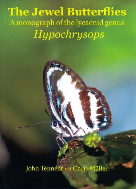 The Jewel Butterflies