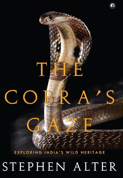 The Cobra's Gaze