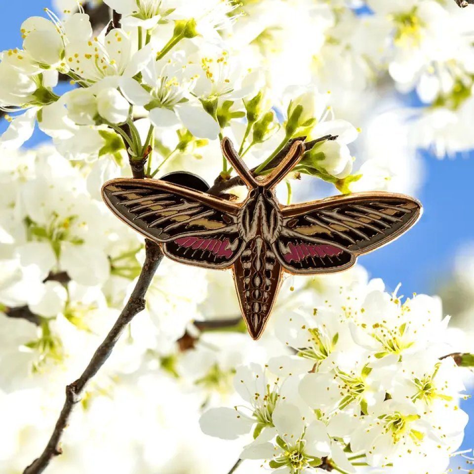 Sphinx Moth Pin White-Lined Sphinx Moth Enamel Pin | NHBS Gifts