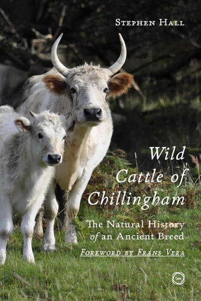 Wild Cattle of Chillingham