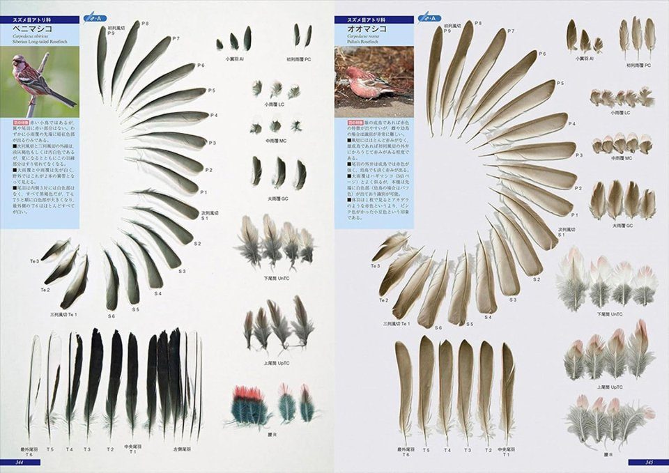 8月20日削除！ BIRDS OF A FEATHER 142 8月20日削除！ BIRDS OF A FEATHER 142 8月20日削除！ BIRDS