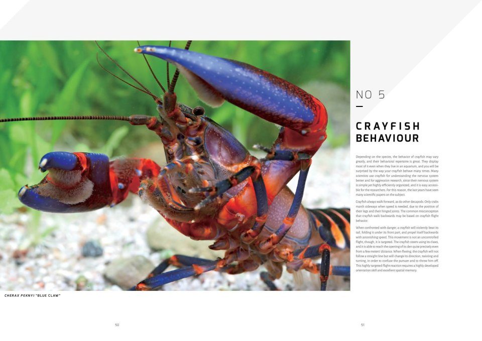 Crayfish of the World: A Comprehensive Guide | NHBS Field Guides