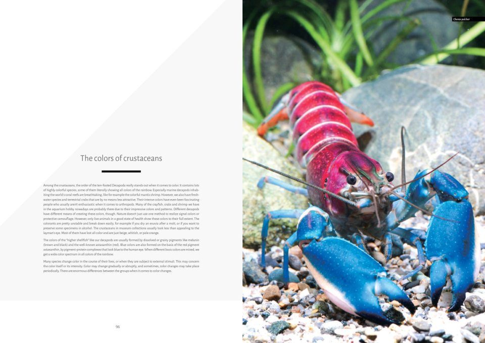 Crayfish of the World: A Comprehensive Guide | NHBS Field Guides