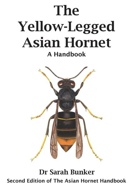 The Yellow-Legged Asian Hornet