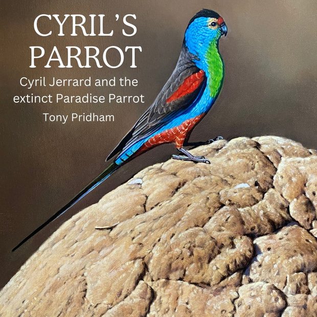 Cyril's Parrot