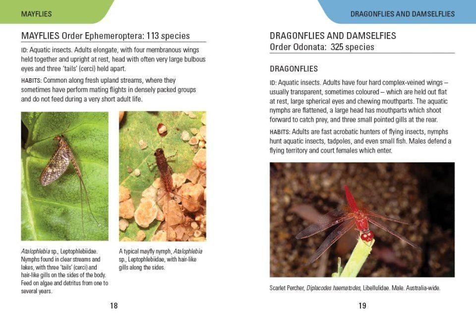 Insects of Australia | NHBS Field Guides & Natural History