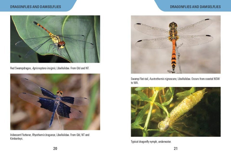 Insects of Australia | NHBS Field Guides & Natural History
