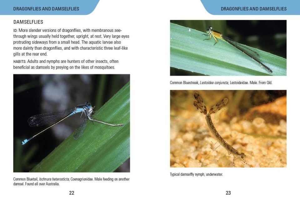 Insects of Australia | NHBS Field Guides & Natural History