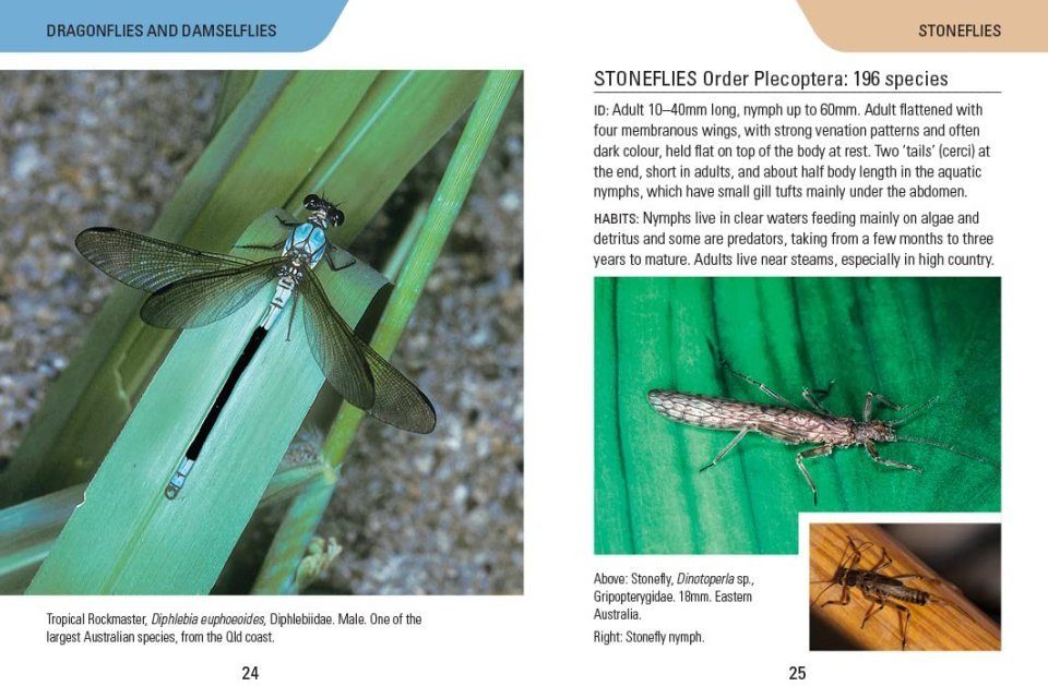 Insects of Australia | NHBS Field Guides & Natural History