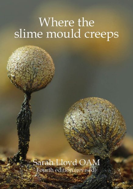 Where the Slime Mould Creeps