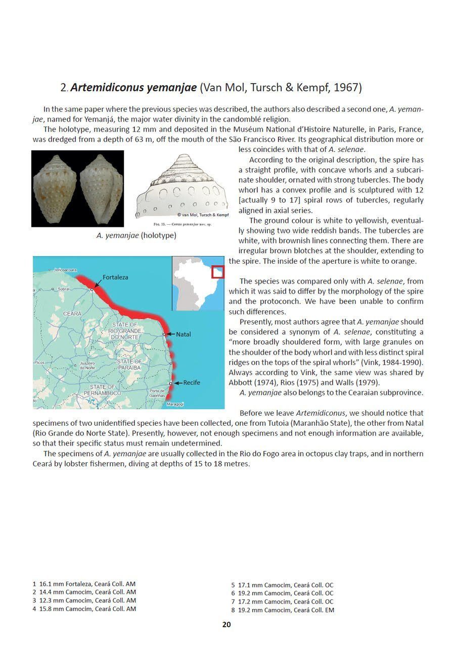 Cone Shells from Brazil | NHBS Academic & Professional Books