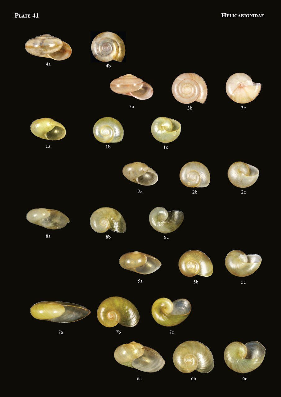 The Conchological Albums - Terrestrial Molluscs, Volume 21 | NHBS ...
