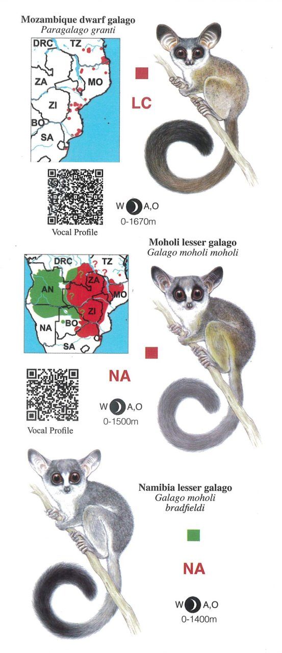 Primates of Southern Africa: Pocket Identification Guide | NHBS Field ...
