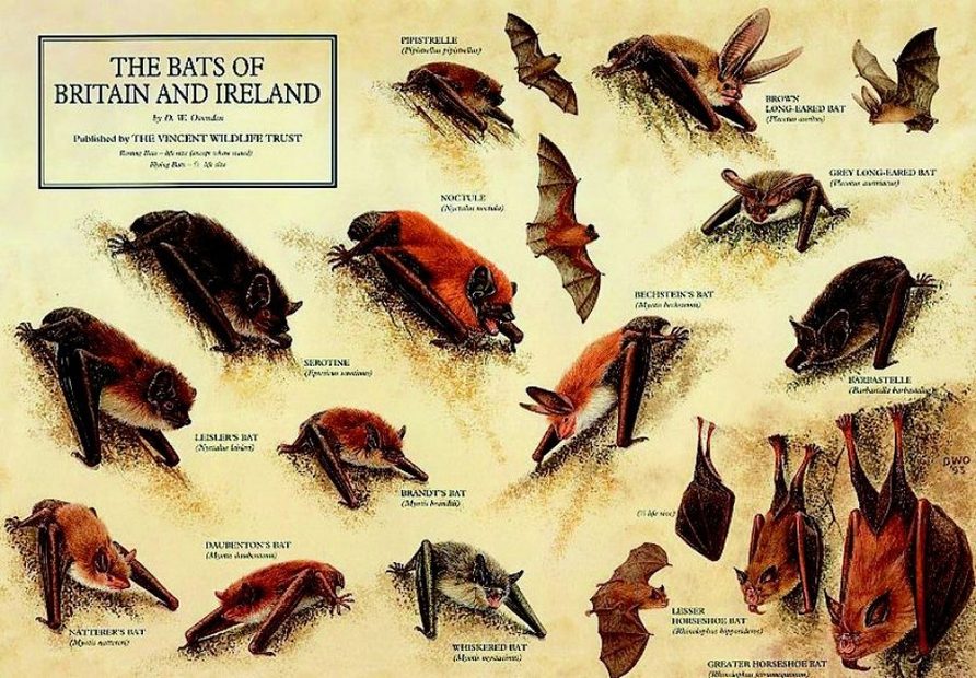 Bats of Britain and Ireland Poster