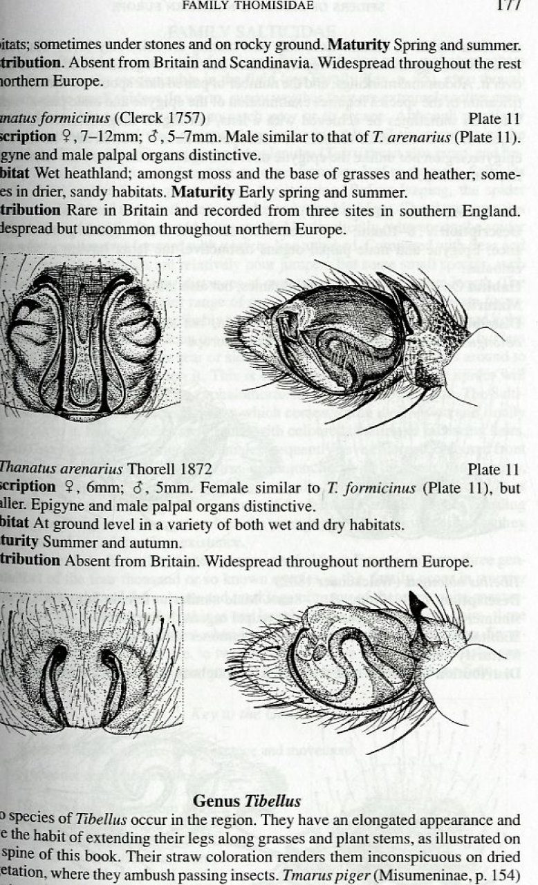 Collins Field Guide To The Spiders Of Britain And Northern