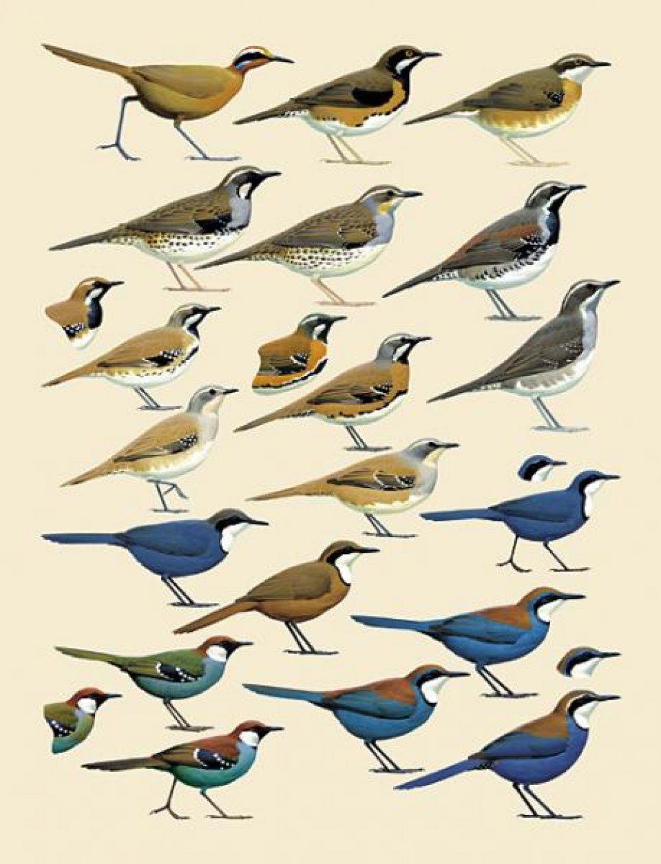 Handbook Of The Birds Of The World Volume 12 Picathartes