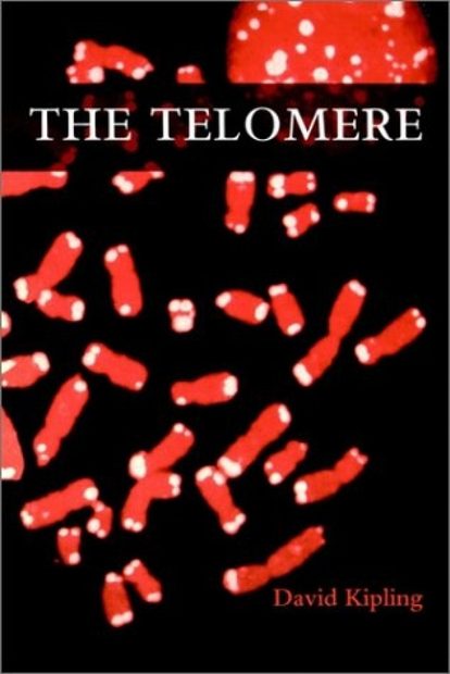 The Telomore