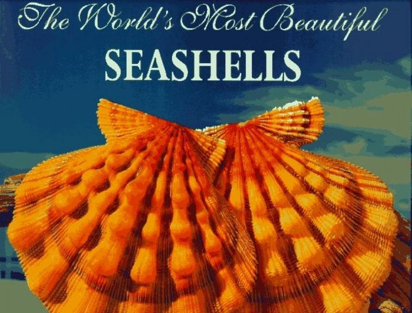 The World's Most Beautiful Seashells