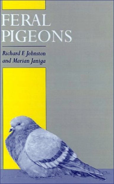Feral Pigeons