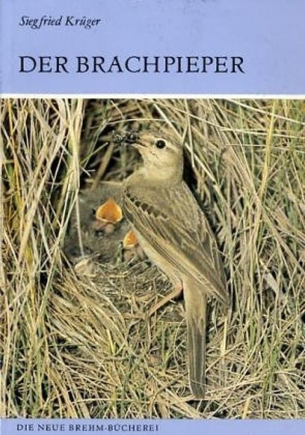 Der Brachpieper [The Tawny Pipit]