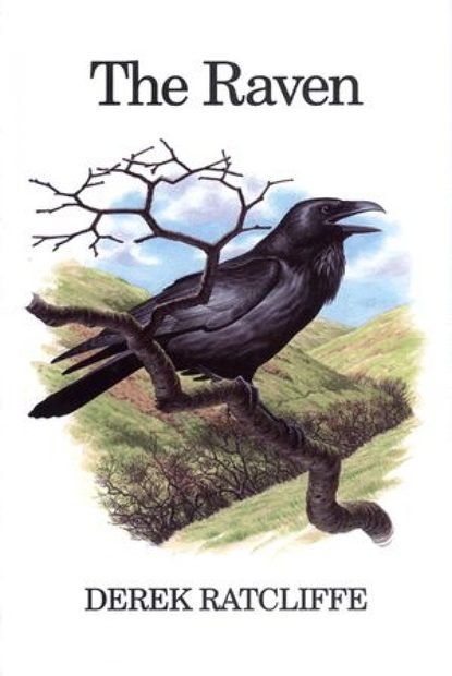 The Raven
