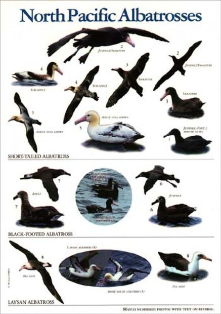 North Pacific Albatrosses