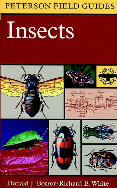 Peterson Field Guide to the Insects of America North of Mexico