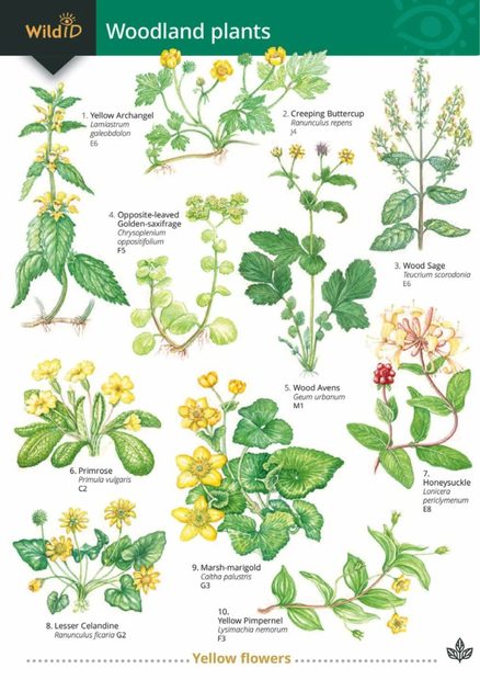 Guide to Woodland Plants