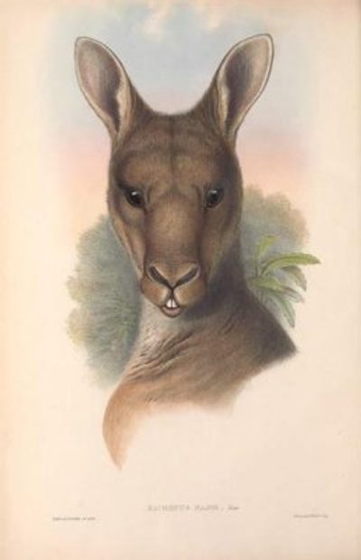 Mammals of Australia, Volume 2