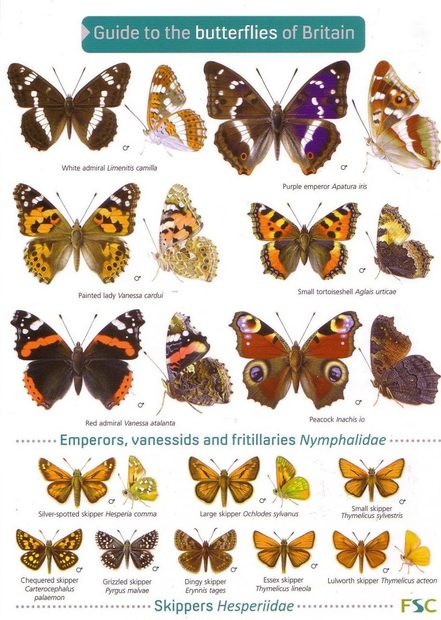 Guide to the Butterflies of Britain and Ireland