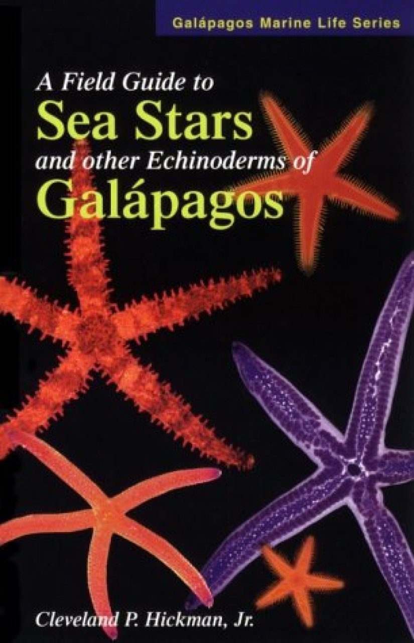 Starfish guide: UK species, how to identify and where to see