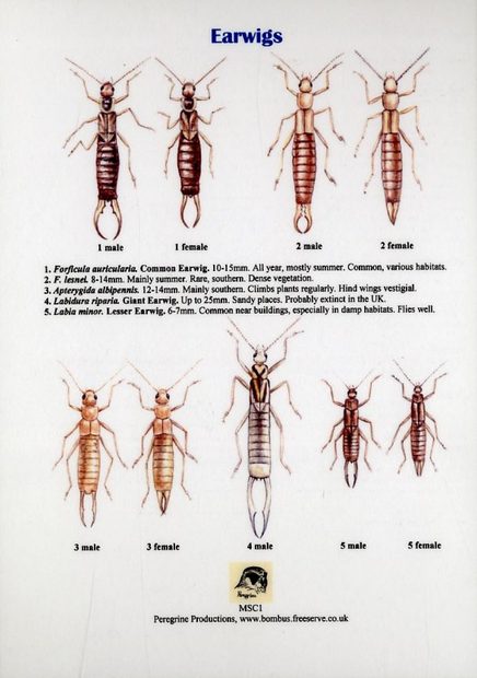 Earwigs